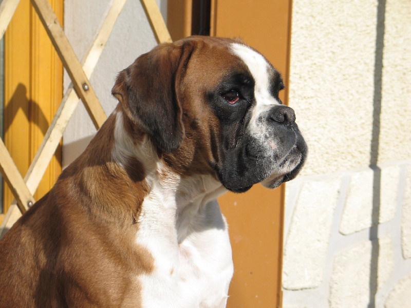 Anaïs ice cream's queen des Zé de Philoctête