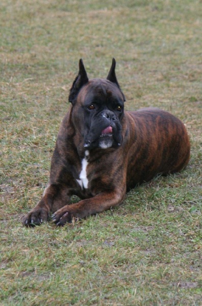 Sultan dit sirius de l'empire romain