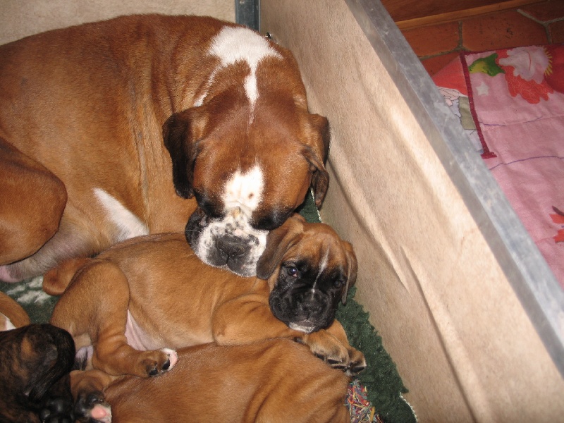les chiots à 6 semaines