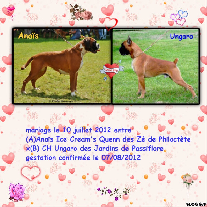 de la rivière divine - Boxer - Portée née le 12/09/2012