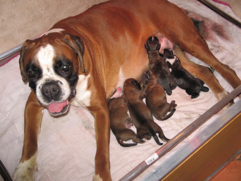 de la rivière divine - Boxer - Portée née le 05/04/2008