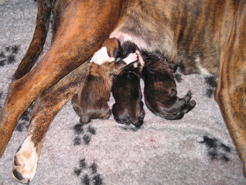de la rivière divine - Boxer - Portée née le 26/06/2009